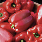 Organic King Of The North Sweet Bell Pepper Seeds Garden 2023