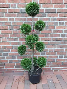 Gartenbonsai / Thuja plicata Martin, mattgrün (Gesamthöhe: 140-150 cm) + Dünger - Bild 1 von 1