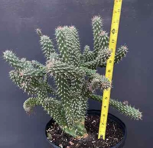13 Inch Tall ,Large Opuntia "CHOLLA" BOXING GLOVE Cactus, Well rooted - Picture 1 of 1