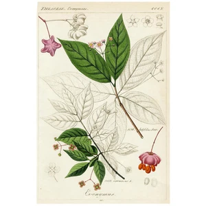 1834 REICHBACH FLORA incisione colorata a mano, pl. CCCX, EUONYMUS (Albero del mandrino) - Foto 1 di 5