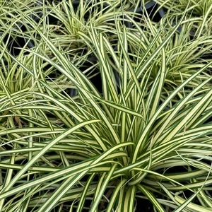 Variegated Sedge Grass Carex Evergold Excellent With Burgundy Plants - Picture 1 of 9