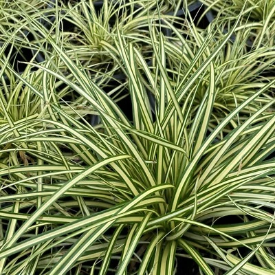 Variegated Sedge Grass Carex Evergold Excellent With Burgundy Plants  - Image 1 of 4