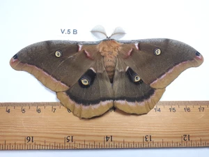  Unmounted Butterfly insects moth, Lepidoptera Saturniidae. North america Quebec - Picture 1 of 2