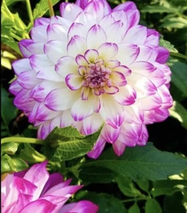 Dahlia Bulb/Tuber : 15 Bulbs For $160 Free Postage - Picture 1 of 9
