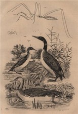 Thread-legged bug. Red-throated, Great Northern & Black-throated Loons 1834