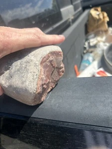 dinosaur egg fossil With - Picture 1 of 5