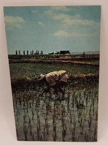 Pflegende Reisfelder auf Okinawa Postkarte - Bild 1 von 2