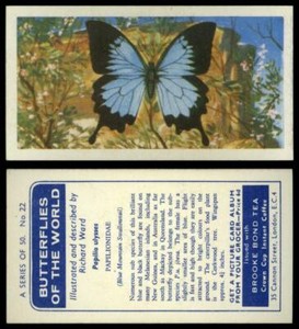 Papilio Ulysses #22 Butterflies Of The World 1964 Brooke Bond Tea Card