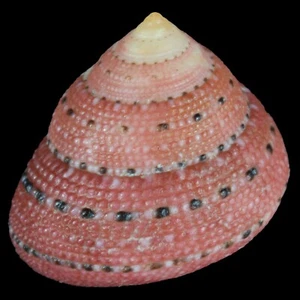 CLANCULUS PUNICEUS (South of Mozambique) 19.7mm #47375 - Picture 1 of 4
