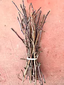 20 Apple Wood Chew Sticks Twigs Treats Toy 10~12"L Chinchilla Rabbit Guinea Pig - Picture 1 of 9
