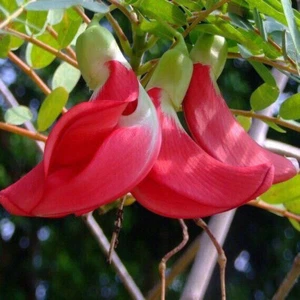 10 SEMILLAS DE SESBANIA GRANDIFLORA EN MEZCLA - Imagen 1 de 1
