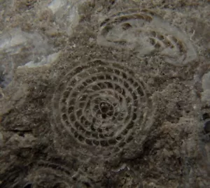 NUMMULITE FOSSILI EOCENE su pietra calcarea - POLONIA Carpazi Mts. ZAKOPANE /pi876 - Foto 1 di 17