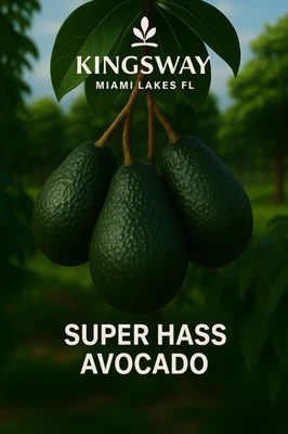 Raro Zill Auténtico SUPER HASS 3g Árbol de Aguacate Injertado 2-4 Pies de Alto 3 Galones Foto 1 de 4