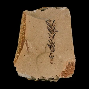 1.3" Detailed Fossil Plant Leafs Metasequoia Dawn Redwood Oligocene Age MT COA - Picture 1 of 7