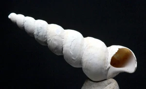 Snail Sea Shell Turritella Unicorn Horn Fossil Sea Shell Display Case & ID Card - Picture 1 of 7