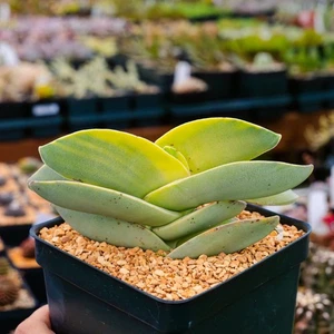 Crassula falcata f. variegata  8cm  succulent - Picture 1 of 3