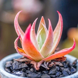 3CM Succulent Plant Dudleya Collomiae Crassulaceae Home Garden Beautiful Plant - Picture 1 of 16
