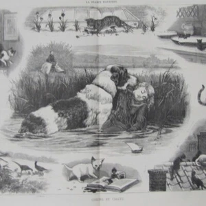 Hunde und Katzen - - Pressestich 1878 - Bild 1 von 2