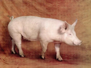 (143086) Postal Cerdos American Yorkshire Sow - Imagen 1 de 2