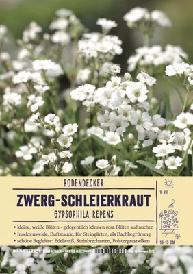 Gypsophila repens, Teppich-Schleierkraut, weiß, ca. 9x9 cm Topf - Bild 1 von 2
