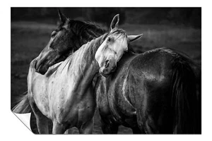 Black & White Horses Affection Artistic Poster Wall Art Home Decor - Picture 1 of 4