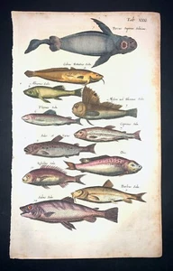 MERIAN - SALMON - PL.31 - FOLIO - ORIGINAL ENGRAVING - 1650 - 1ST EDITION - Picture 1 of 1