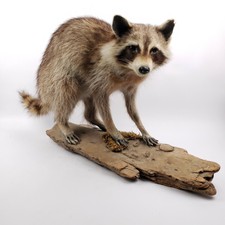 Raccoon Taxidermy Mount on wood log as real as it gets Texas Raccoon Taxidermy 