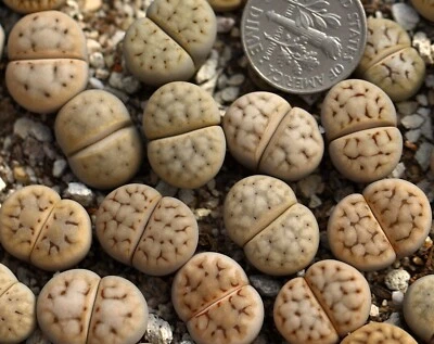 Plant -one- Lithops karasmontana aiaisensis - Image 1 of 4
