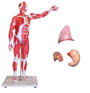 Parco Scientific PB00097 Muscular Figure - 85cm Model, 27 Parts - Picture 1 of 1