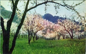 Blossom Time Santa Clara Valley Postcard C2266 Unposted  - Picture 1 of 2