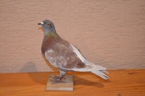 Beautiful taxidermy ornamental pigeon!!