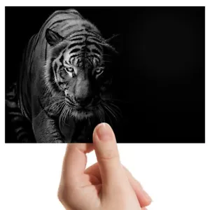 Photograph 6x4" - Black & White Tiger Wild Cat Art 15x10cm #2767 - Picture 1 of 7