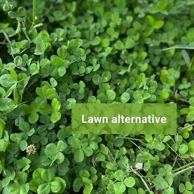 (2 paquetes) Semillas de micro trébol Cubierta Semillas de cultivo/Flor fresca 14.000-20.000 semillas Foto 1 de 2