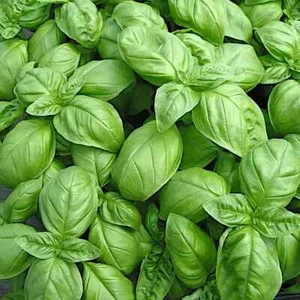 Sweet Basil Seeds, Garden Basil Herb, Sweet Basil Herb Garden Seeds, 150+ Seed - Picture 1 of 3