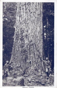 OREGON OR - Oregon Timber Postcard - Imagen 1 de 2