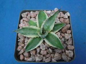 Agave xylonacantha Variegated "Frostbite" Dark RED TEETH 2"-3" Starter Plants  - Picture 1 of 12