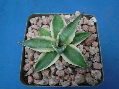 Agave xylonacantha Variegated "Frostbite" Dark RED TEETH 2"-3" Starter Plants  - Image 1 of 4
