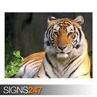 BEAUTY OF TIGER (3782) Animal Poster - Picture Poster Print Art A0 A1 A2 A3 A4