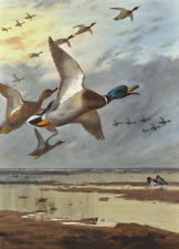 Coming in from the Sea | Archibald Thorburn | 1905 Mallard Bird Duck Art Print
