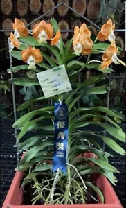 Vanda denisoniana 'Naranja-seleccionar'! Mericlone - Imagen 1 de 6