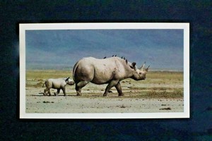 GRANDEE AFRICAN WILDLIFE, 1990, PLAYERS CIGAR / CIGARETTE CARDS,  PICK Y CARDS