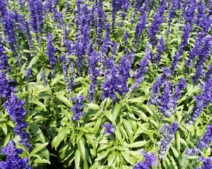 Semillas de Lavanda variedad angustifolia purpura 10 GRAMOS semillas SELLADO - Imagen 1 de 1