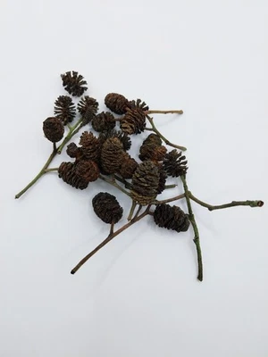 25x Alder cones - Aquarium Botanicals Water Softening Perfect For Shrimp Betta
