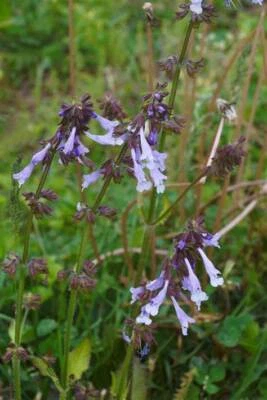 Lyreleaf Sage (Salvia Lyrata) 50 Seeds/Spring 2025 Groundcover/Herb NC Organic - Image 1 of 4