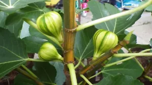 Bordissot Blanca Rimada Fig - 2 Cuttings - PLUS WILLOW WATER FOR ROOTING!! - Picture 1 of 4