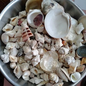 1.5 kg Of Sea Shells Bulk For Craft Or Home Decoration - Picture 1 of 10