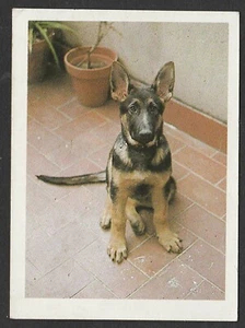 Dogs - Spanish Trade Trading card circa 1985 #2 German Shepherd Alsation Dog - Picture 1 of 2