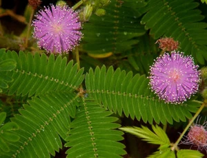 Mimosa pudica (Sensitive Plant) 30 to 10,000 Seeds •RARE Indoor House Flowers UK - Picture 1 of 2