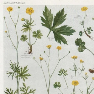 Ranunculus Pl 14 - Plante Flore - Gravure de presse 1930 - Picture 1 of 2