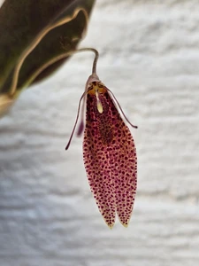 miniatura orchidea Restrepia Spp. Re-046 - Foto 1 di 2
